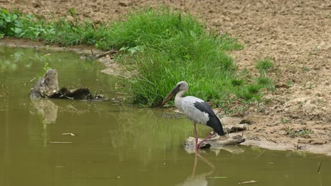 Asiatischer-Offenschnabelstorch,-Gähnender-Anastomus,-Thailand