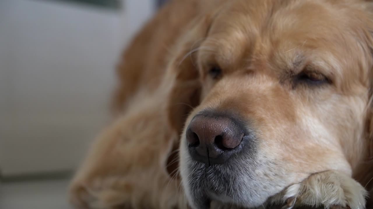 Close-Up Of Golden Retriever Dog's Face, With Its Head Resting On The Floor