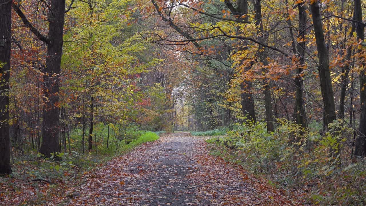 Gravel path and road in autumn forest, cold overcast day