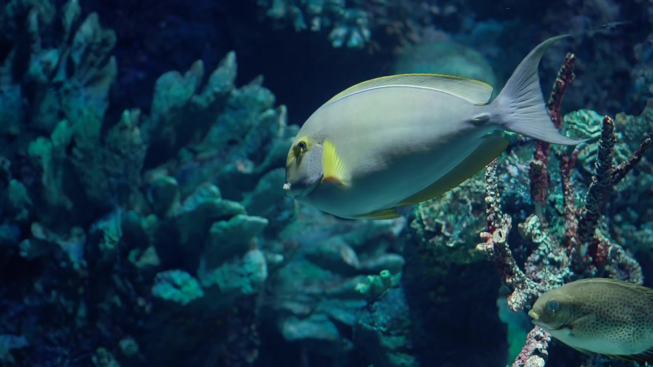 Pesci tropicali che nuotano vicino a una barriera corallina in acquario