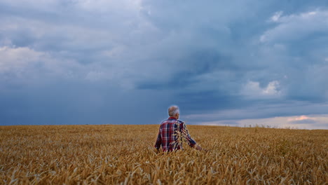 rear view of an aged man walking by the yellow field. man stops and takes one spikelet checking it for ripeness.