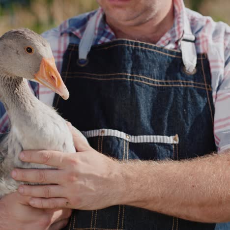 a farmer holds a large goose