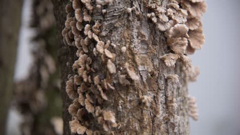 Close-up-of-mushroom-that-grew-on-a-tree