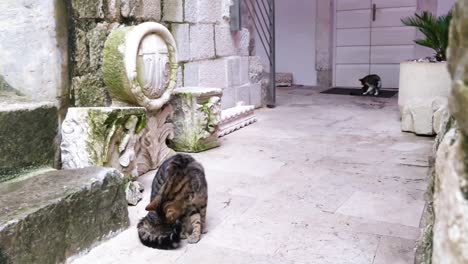 cats leisurely loafing around in kotor montenegro