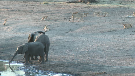 Elefante-Africano,-Para-Proteger-A-Un-Joven-Que-Está-Bebiendo,-Kruger-N
