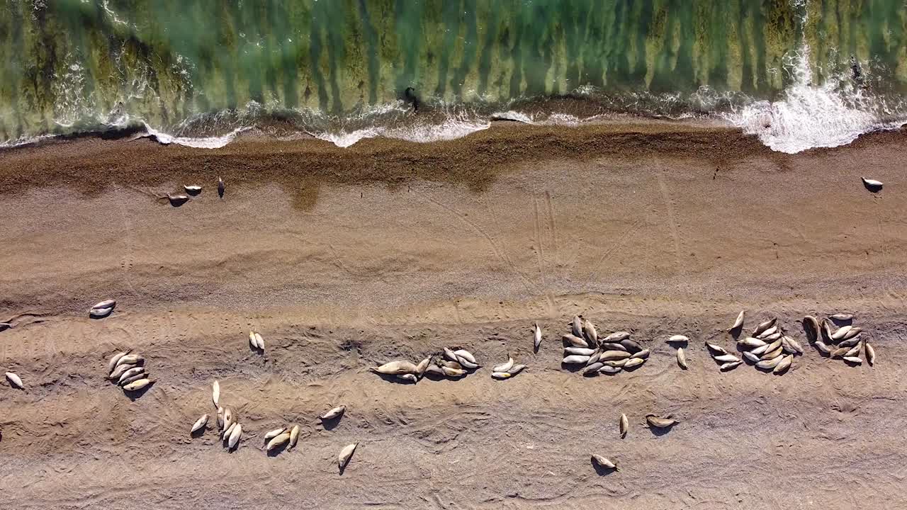 toma aérea de arriba hacia abajo que muestra un grupo de elefantes marinos acostados en una playa de arena frente al océano atlántico en argentina