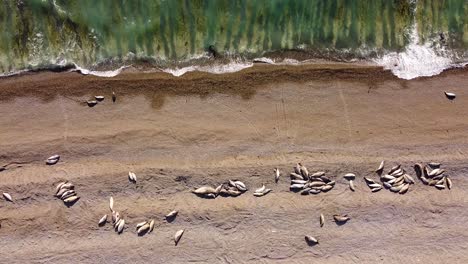 aerial top down shot showing group of elephant seals lying on sandy beach in front of atlantic ocean in argentina