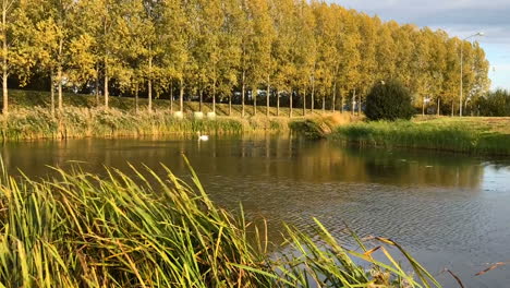 Enten,-Die-Von-Der-Wasseroberfläche-Aufsteigen