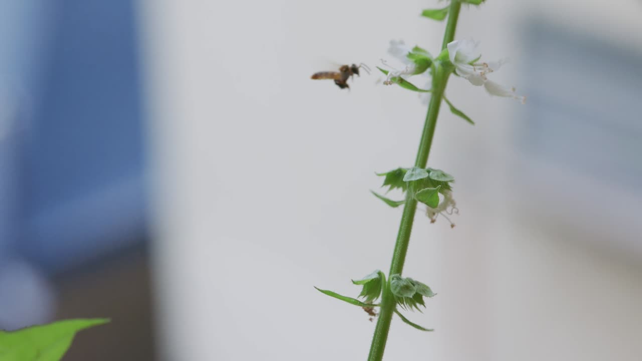 Fuzzy teddy bear bee hovers and flies continuously around flowering plants in macro slow motion. Golden-brown bee in flight circling blossoms searching for nectar in natural daylight garden