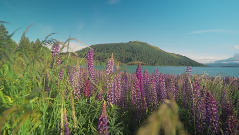 lush meadow at lake tekapo with purple lupin flowers at golden hour