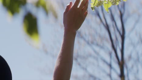 touching blooming tree flowers in spring