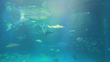 various fish swimming in a large aquarium tank