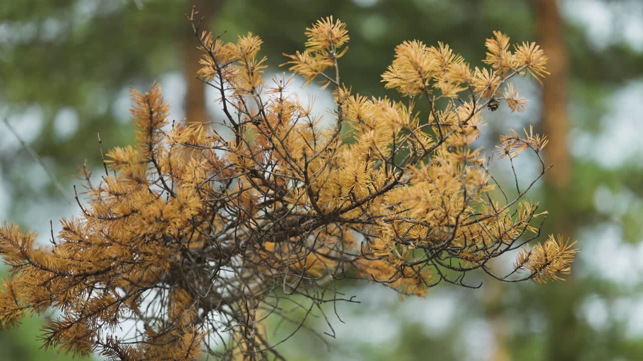 A close-up shot of the pine tree branch with withered needles. Parallax shot, bokeh background.