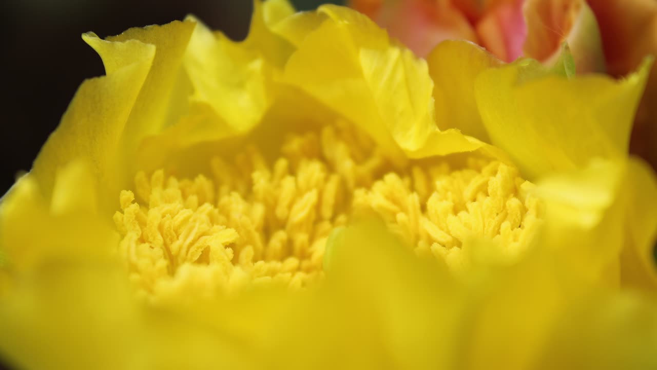 flores amarillas vibrantes florecen en el jardín mostrando detalles intrincados de pétalos y colores vivos