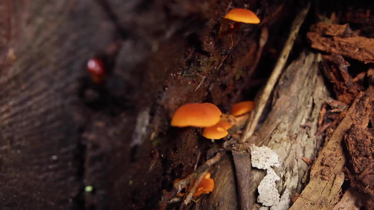 setas de naranja creciendo en un tronco de árbol