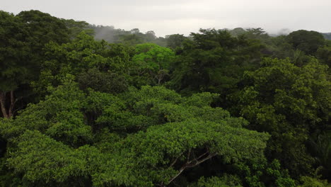 rainforests in amazon, aerial drone shot in close up