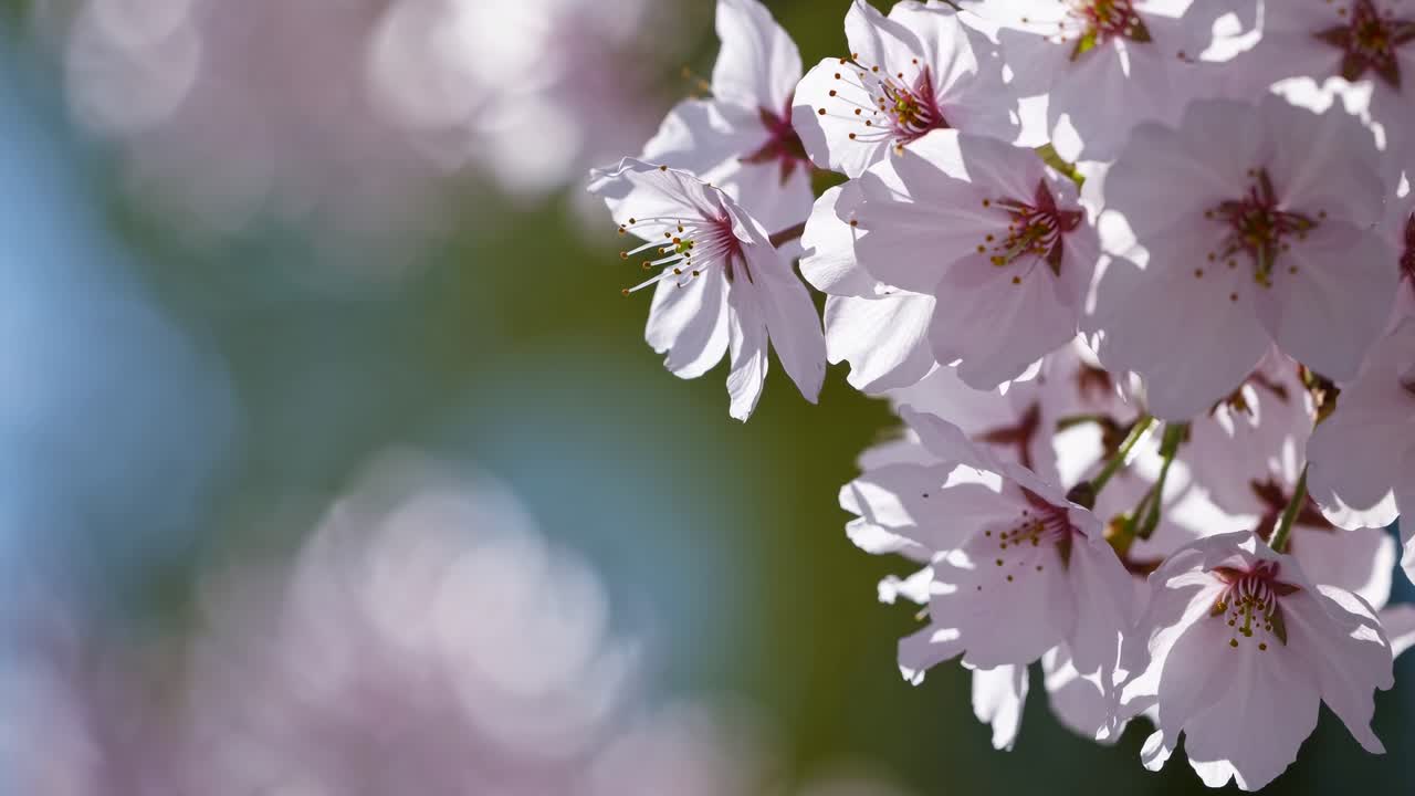 Close-up video shot of cherry blossoms with a soft focus background