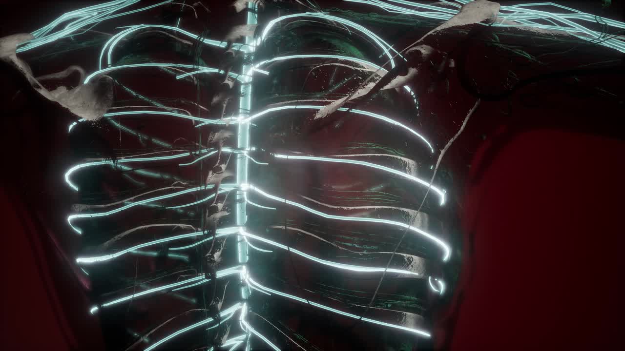 인간 뇌의 해부학