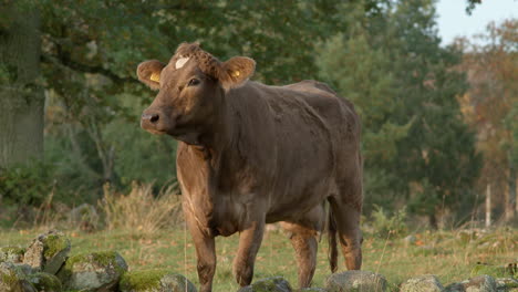 healthy young dairy cow looking around