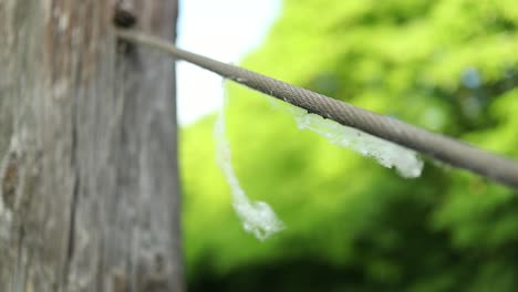 close-up-of-white-cottonwood-flakes-fluttering-in-the-wind