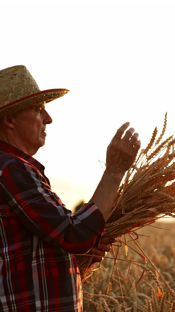 Side view of a man in a hat and checkered shirt with a bunch of wheat ears. Skilled mature farmer in the ripe plantation of corn at sunset. Vertical video