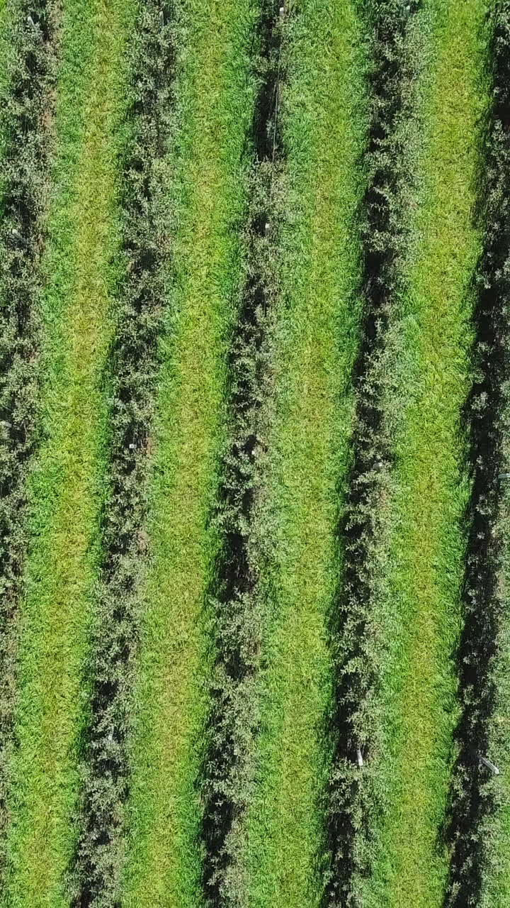 apple trees planted in rows are growing on a green background of the field in summer to harvest for manufacturing of juice. Aerial view. Camera motion up Vertical video