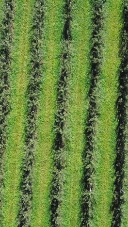 apple trees planted in rows are growing on a green background of the field in summer to harvest for manufacturing of juice. aerial view. camera motion up vertical video