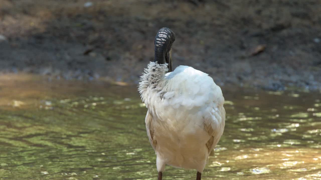 Un ibis bianco australiano sta in piedi in un ruscello poco profondo mentre si liscia le piume sotto la luce naturale del sole.