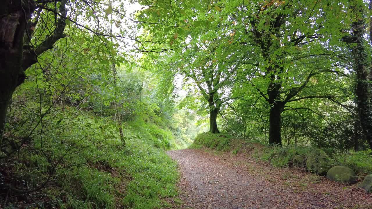 크로우 우즈에서 숲 산책 가을 워터포드 아일랜드 따뜻한 9 월 날