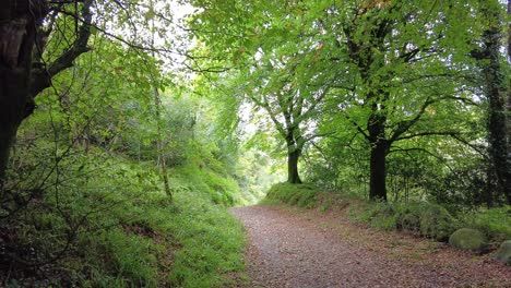 Forest-walk-autumn-in-Crough-Woods-Waterford-Ireland-on-a-warm-September-day