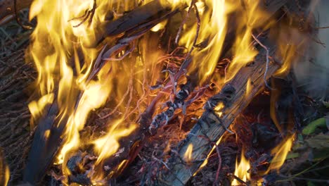 fuego ardiente de la quema de espatas de coco y tallos de nueces - primer plano