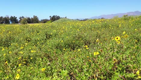 hermosa toma en movimiento muy bajo a través de campos de flores silvestres amarillas 1