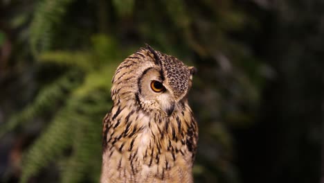 an owl turns its head against a green backdrop.