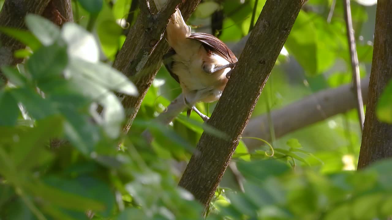 Bicolored Wren Bird On Tree In The Forest. - closeup shot