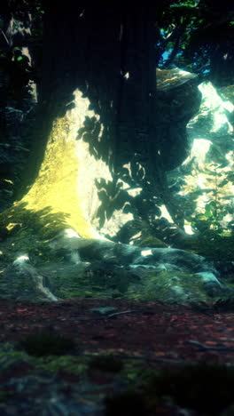 la luz del sol brillando a través de los árboles en un bosque
