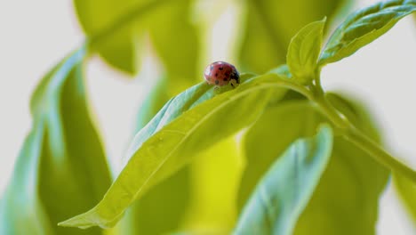 mariquita en licencia de albahaca en un día soleado