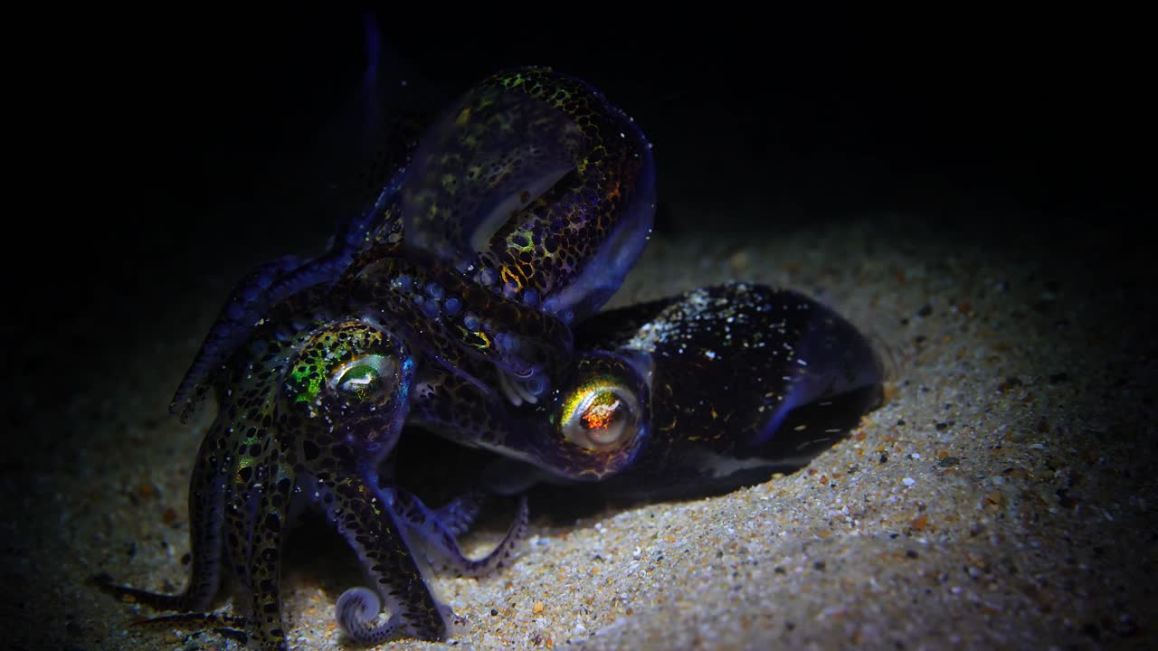mating Southern Bobtail Squid at night Euprymna tasmanica 4k 25fps