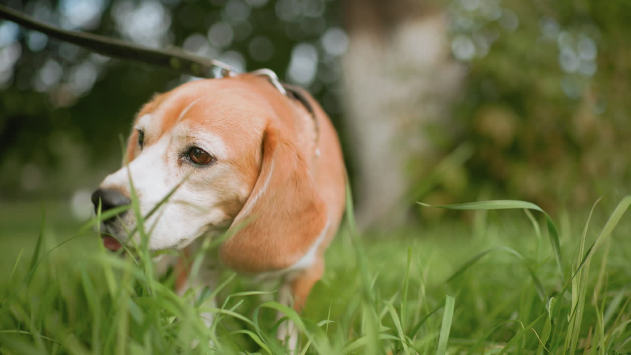 Beagle dog wearing studded collar playing and chewing on green grass in vibrant outdoor field under soft daylight surrounded by blurred trees creating lively natural setting full of energy