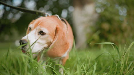 beagle dog wearing studded collar playing and chewing on green grass in vibrant outdoor field under soft daylight surrounded by blurred trees creating lively natural setting full of energy