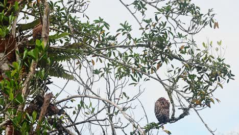 Mother-bird-preens-and-gets-ready-for-the-night-as-the-fledgling-on-the-left-moves-to-go-back-to-its-nest,-Buffy-Fish-Owl-Ketupa-ketupu,-Thailand