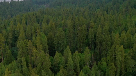 Aerial-view-flying-over-dense-forest-to-reveal-a-stunning-mountain-vista-in-the-Himalayas