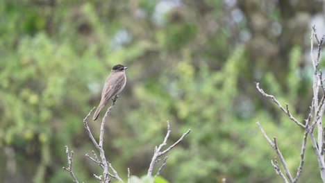 crowned slaty flycatcher takes off from thin branch, flaps wings quickly to gain speed