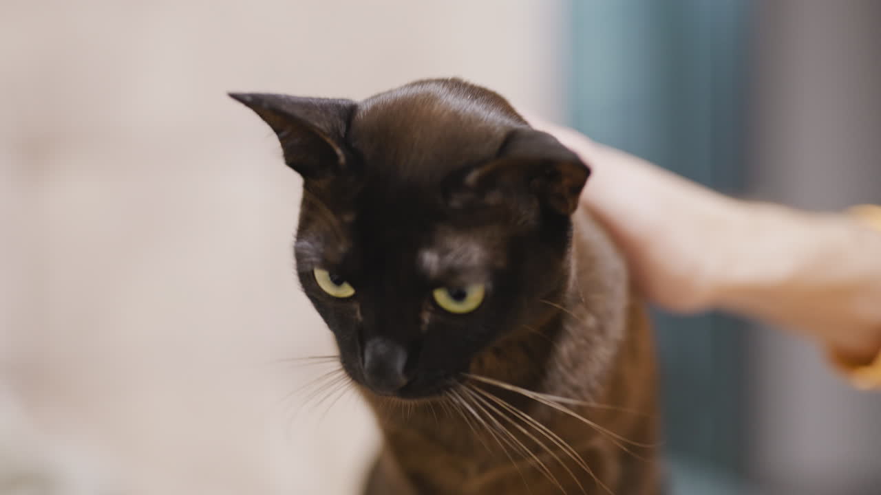 Beautiful black cat being pet by the owner. Male hand caressing the yellow-eyed cat. Close up.
