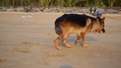 perro pastor alemán joven, agresivo y activo, persiguiendo una pelota de juguete y atrapando una pelota de juguete en la playa con humor juguetón