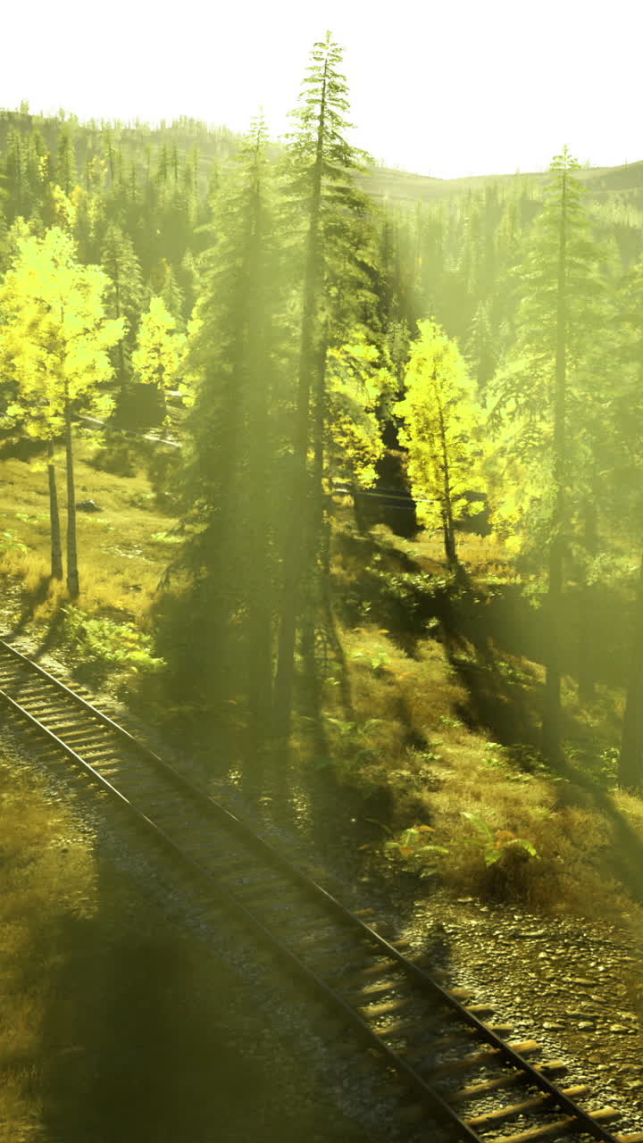 Sunlight casts long shadows over a tranquil forest and railroad track