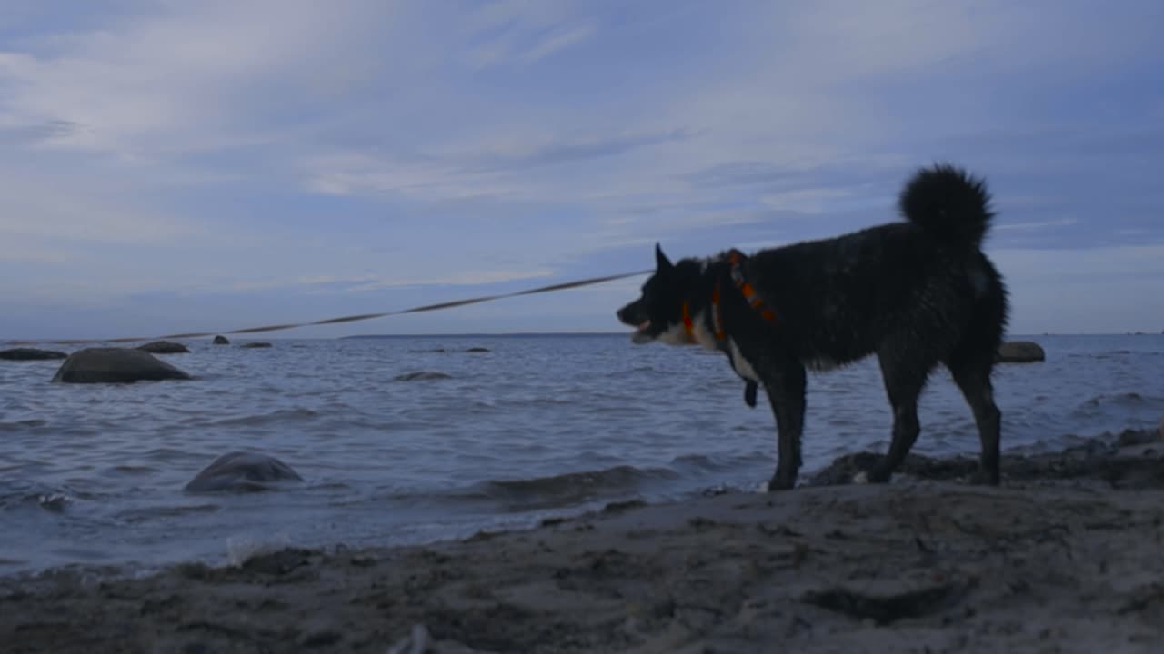 바위와 함께 모래 연안에 있는 바다 물 파도를 바라보는 해변에 있는 단독 카리안  개