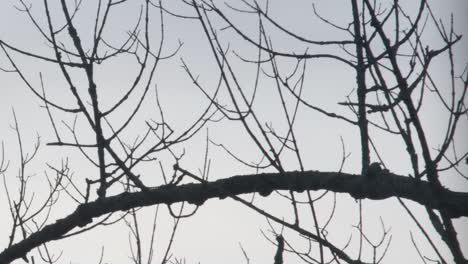 vulture shows impressive wingspan when it takes off from a dead tree branch