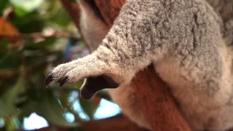 close up shot of a cute koala, phascolarctos cinereus feet hanging off the tree, details of its fluffy grey fur and claws, native australian wildlife animal species