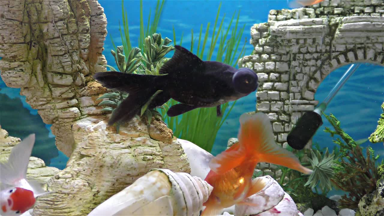 Fish in the aquarium – goldfish, black telescope goldfish