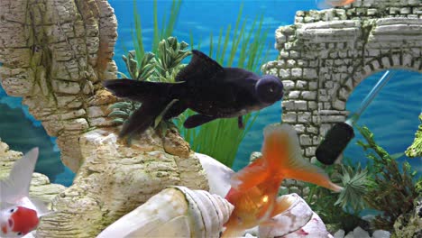 fish in the aquarium – goldfish, black telescope goldfish